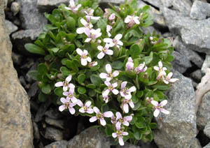 Thlaspi cepaeifolium ssp rotundifolium